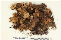 藏品(牛皮葉屬)的圖片